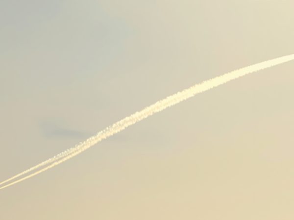 oiseaux_en_vol_parade_nuptiale