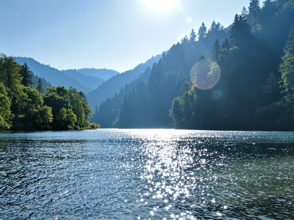 forêt_détente_régénération